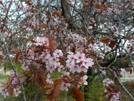 cherry blossom