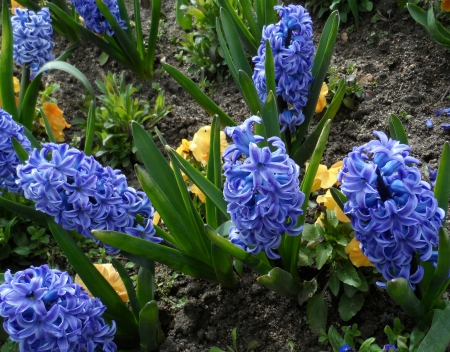 hyacinth flower - nature, blue, flower, hyacinth