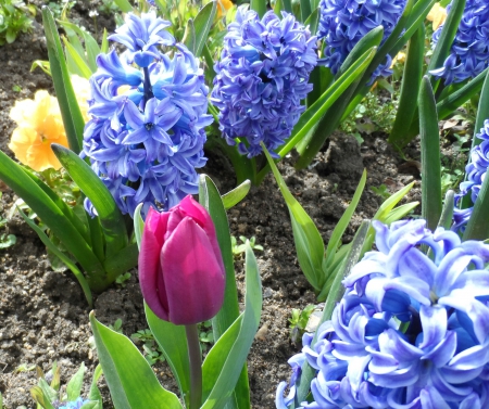 blue hyacinth - eiffel, paris, hyacinth flower, blue