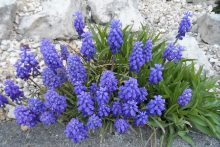 blue flower - switserland, hotel, blue, flower