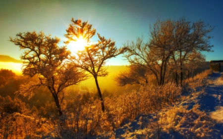 Morning sunshine - tree, nature, sunshine, landscape