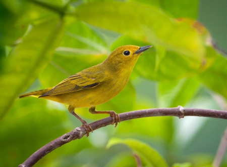 New day - animals, nature, bird, branch