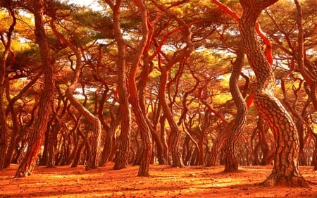 Red pine - nature, trunk, tree, red