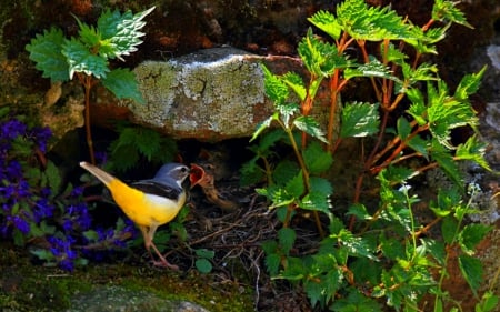 Birds - birds, nest, nature, animals, leaves