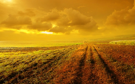 Golden sky - sky, fields, nature, golden