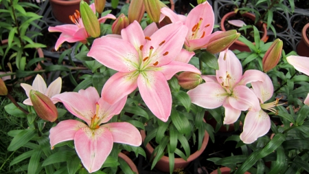 Lily flower