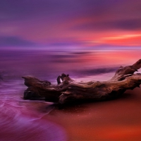 The sea dragon