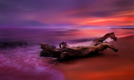 The sea dragon - amazing, wood, beautiful, sea, colors, lovely, photo, colorful, shore, sunset, dragon, purple, waves, nice, sands, sky