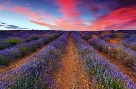 Lavender sunset - pretty, lavender, summer, amazing, beautiful, fragrance, lovely, rows, flowers, colorful, sunset, scent, field, nice, sky