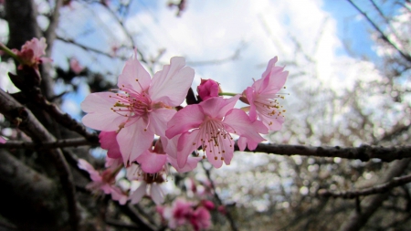 Cherry blossom - cherry blossom, pretty, flower, pink