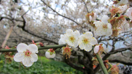 Plum Blossom - white, plum blossom, pretty, flower