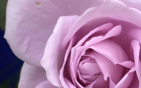 Rose - nature, rose, flower, petals, pink