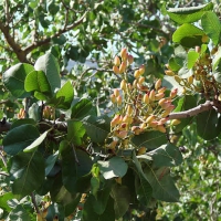 Pistachio Tree