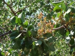 Pistachio Tree