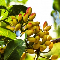 Pistachio Tree