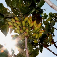 Pistachio Tree