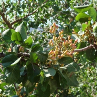 Pistachio Tree