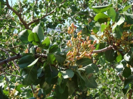 Pistachio Tree - seed, pistachio, tree, bean