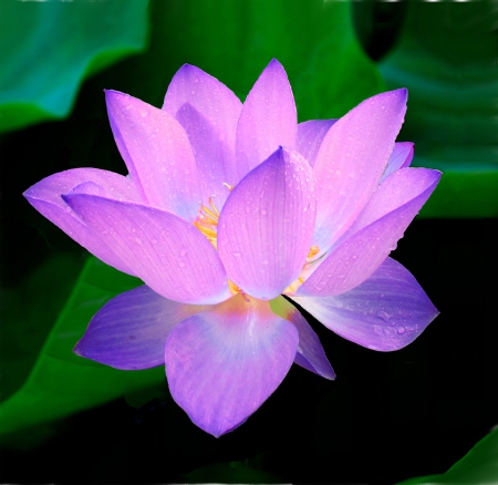 Glowing Lotus! - lotus, glowing, flower, nature