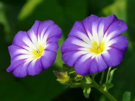 2 Lovely Flowers! - flowers, lovely, nature, 2