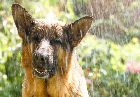 Dog In Rain - raining, rainy, dog, rain