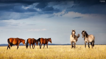 Free on the plains - horses, animals, nature, other