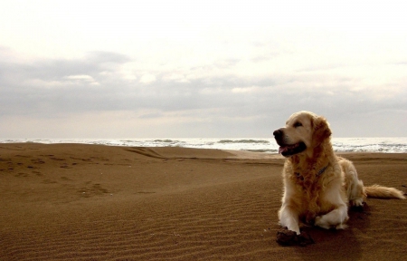 Golden Retriever - Dog, Golden Retriever, Animal, Pet