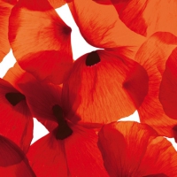 Red Poppy Petals