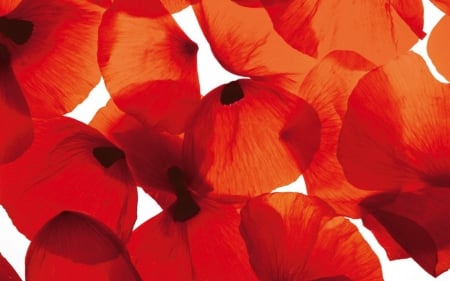 Red Poppy Petals - red petals, red poppy, red poppy petals, nature, petal, red poppy petal, red, petals, flowers, poppies, flower, poppy