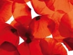 Red Poppy Petals