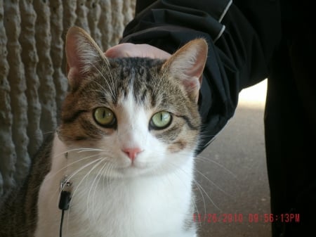 nimr - on a leash, green eyes, beautiful, cat