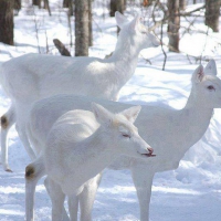 Rare-and-Amazing-White-Deer