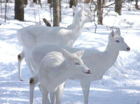 Rare-and-Amazing-White-Deer - spitfire, ford, desota, chimo