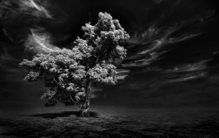 The Tree - black, white, trees, tree