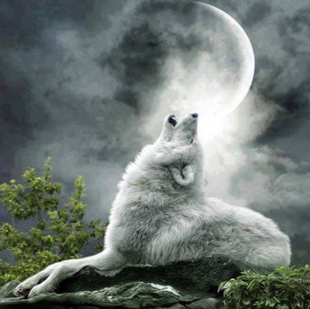 Howling At The Moon