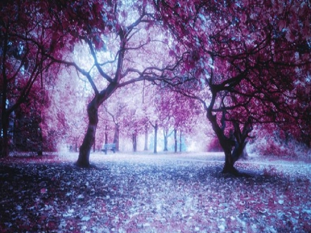 Nature - leaves, nature, park, trees