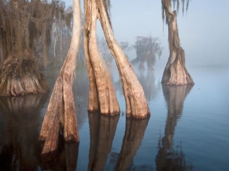 Nature - nature, water, lake, trees