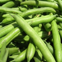 Green Beans