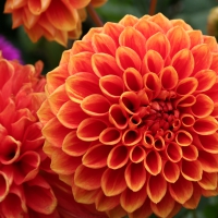 Dahlia