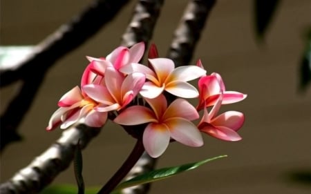 Plumeria - nature, flowers, plumeria, flower