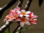 Plumeria