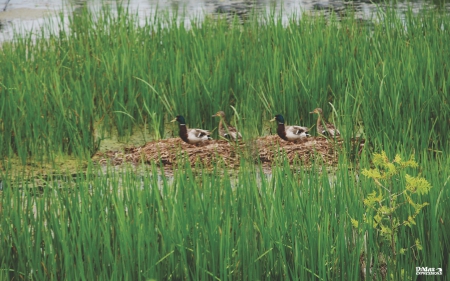 Ducks In Marsh - nature, scenery, marsh, ducks