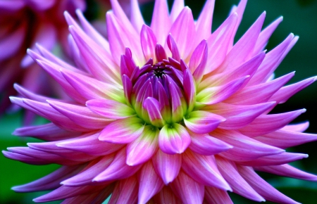 Dahlia - dahlia, pink dahlia, nature, pink dahlias, pink, pink flower, pink flowers, dahlias, flower