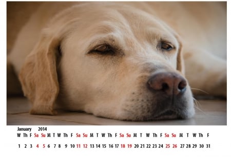 January 2014. - dogs, happy new year, calendar, animals