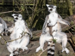 lemurs