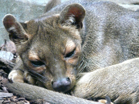 Fossa - on, alone, ground, sleeps