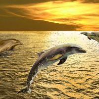 Dolphins