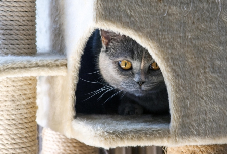 Cat - hat, pretty, cat face, beautiful, beauty, lovely, paws, sweet, cat, kitten, cute, cats, face, sleeping, animals, kitty