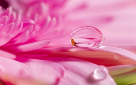 Pink petals - flowers, petals, pink, water drops