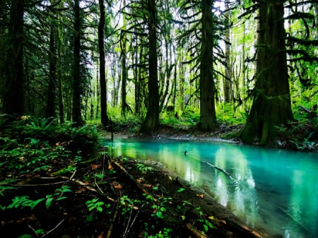 Forest - water, forest, trees, river